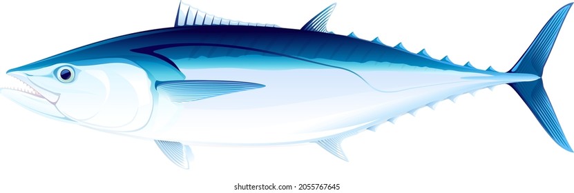 Dogtooth tuna fish in side view, realistic sea fish illustration on white background, commercial and recreational fisheries