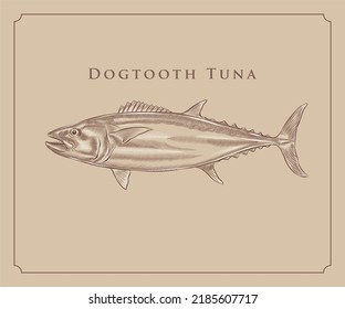 Dogtooth tuna Illustration in Engraving style with fine details and highlights.