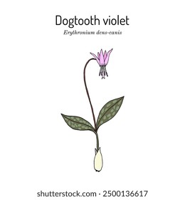 Hundezahn violett (Erythronium dens-canis), essbare Pflanze. Handgezeichnete botanische Vektorgrafik