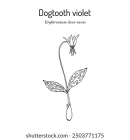 Hundezahn violett (Erythronium dens-canis), essbare Pflanze. Handgezeichnete botanische Vektorgrafik