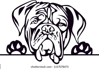 Dogue de Bordeaux dog breed pet face