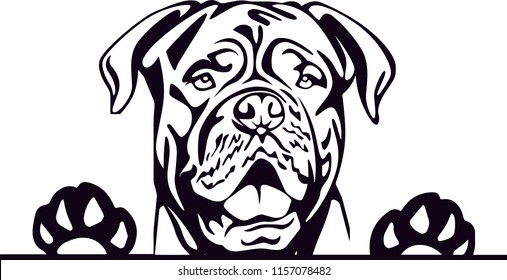 Dogue de Bordeaux dog breed pet face