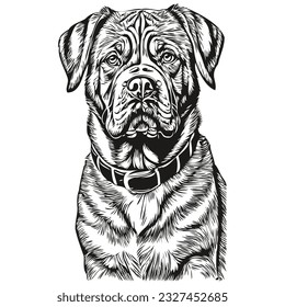 Dogue de Bordeaux dog realistic pet illustration, hand drawing face black and white vector realistic breed pet