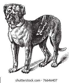 Dogue or Dogue de Bordeaux or Bordeaux Mastiff or French Mastiff or Bordeauxdog or Canis lupus familiaris, vintage engraving. Old engraved illustration of Dogue. Trousset encyclopedia.