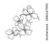 Dogwood branch with flowers. Cornus florida. Line drawing. Black and white illustration. Vector.