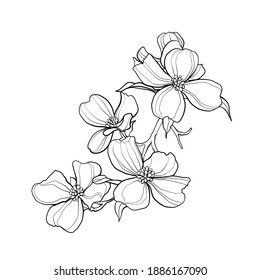 realistic dogwood flower drawing - naomijymbijpyt711