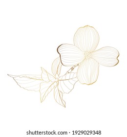 Dogwood branch and flowers  Cornus florida  Golden Line drawing 