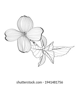 Dogwood branch and flowers  Cornus florida  Line drawing 