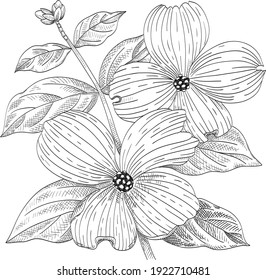 Dogwood branch with flowers. Line drawing. Black and white hand drawn vector illustration svg