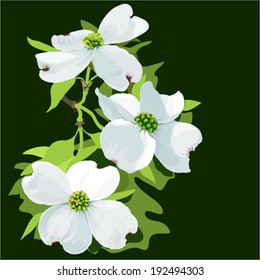 Dogwood (Cornus florida) Hand drawn vector illustration of dogwood blossom, in realistic style on dark background svg