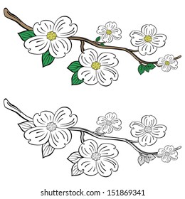 Dogwood flowers and branch svg