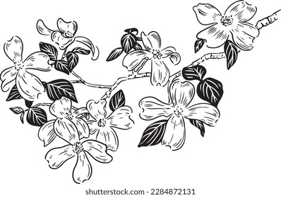 Dogwood Flowers on Branch black and white pen and ink line drawing illustration vector spot clip art  svg