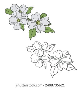 Flores de dogwood. Estilo de esquema de diseño simple. Puedes darle el color que quieras. Ilustraciones vectoriales