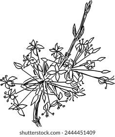 Dogwood inflorescences, simple drawing. Cornus mas L.