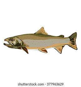 Dolly varden fish A trout found in lakes and rivers in north america with open mouth and several fins
