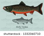 Dolly Varden Trout. Vector illustration with refined details and optimized stroke that allows the image to be used in small sizes (in packaging design, decoration, educational graphics, etc.)