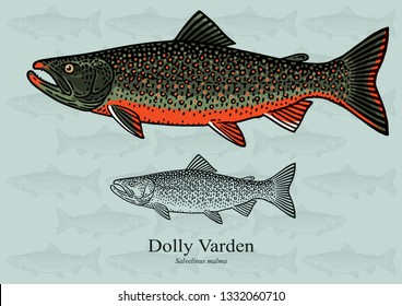 Dolly Varden Trout. Vector illustration with refined details and optimized stroke that allows the image to be used in small sizes (in packaging design, decoration, educational graphics, etc.)