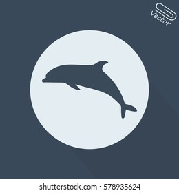 dolphin