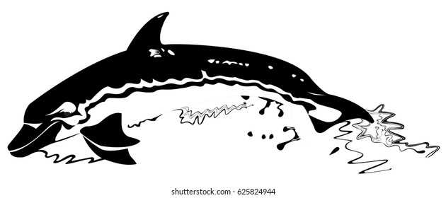 Dolphin in black and white jump 