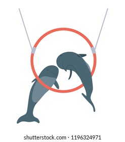 
Dolphin circus showing tricks 
