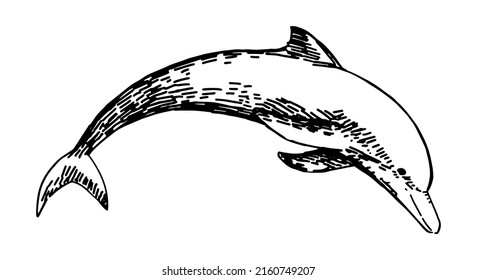 Dolphin clipart. Single doodle of underwater wild animal isolated on white. Hand drawn vector illustration in engraving style.