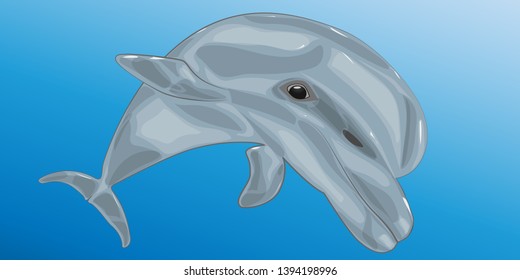 Dolphin closeup on a blue background. Cartoon character.