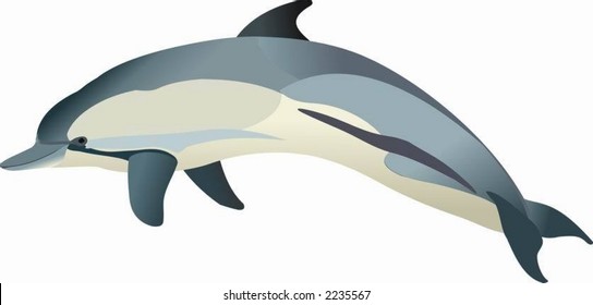 Dolphin Delphinus Delphis