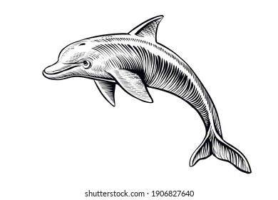 Dolphin drawing, vector sketch. Hand drawn jumping dolphin, black and white isolated illustration.