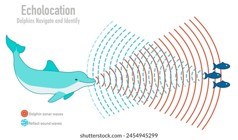 Dolphin echolocation. Bio sonar. Fish, krill navigate in under water. Reflected sound waves. Echo. Audio source from the speaker hitting an obstacle, returning. Navigation. Illustration Vector