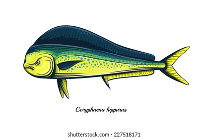 dolphin fish color engraving vector illustration