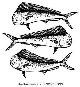 Dolphin Fish Illustration