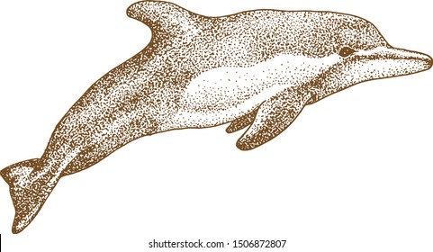 dolphin fish the mammals animal vector