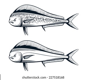 dolphin fish outline engraving vector illustration set