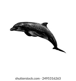 Dolphin hand drawing vector isolated on white background.