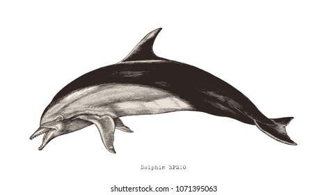 Dolphin hand drawing vintage engraving illustration clip art