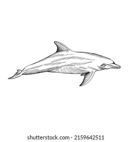 Dolphin. Hand drawn illustration converted to vector. Vector with animal underwater.
