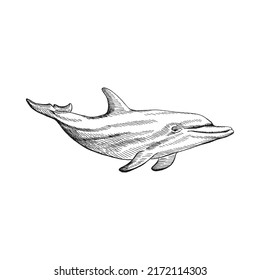 Delphin. Handgezeichnete Illustration umgewandelt in Vektorgrafik. Vektorgrafik mit tierischem Unterwasser.