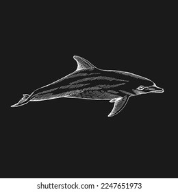 Delfín. Ilustración dibujada a mano convertida en vector. Vector con animales bajo el agua.