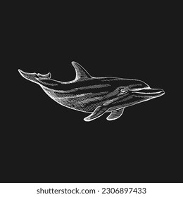 Dolphin. Hand drawn illustration converted to vector. Vector with animal underwater.