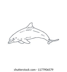 Dolphin Hand Drawn on White Background. Vector illustration