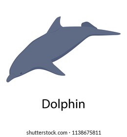 Dolphin icon. Isometric of dolphin vector icon for web design isolated on white background