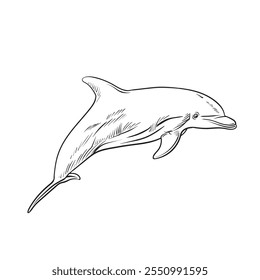 Dolphin jumping playful aquatic animal black white sketch line doodle vector Illustration.