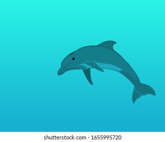 dolphin jumps in to the water