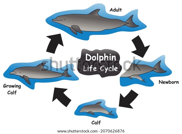 Dolphin Life Cycle\
Infographic Diagram showing different phases and development stages\
including newborn calf growing calf and adult dolphin for biology\
science education