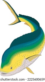 Dolphin Mahi-Mahi Fish Vector Illustration