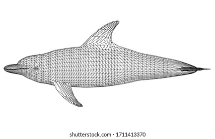 Dolphin polygonal lines illustration. Abstract vector dolphin on the white background