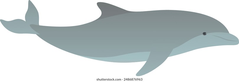 Dolphin realistic vector illustration. Water animal isolated on white background.
