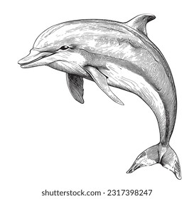 Dolphin sea animal sketch hand drawn in doodle style illustration