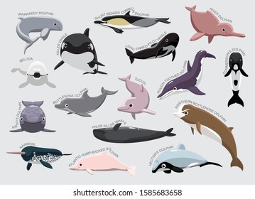 Dolphin Set Various Kind Identify Cartoon Vector