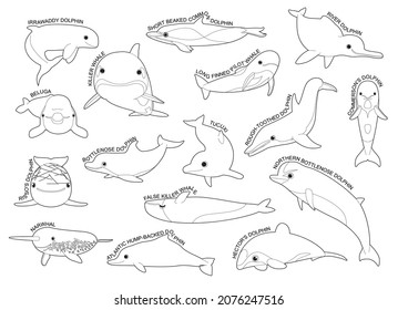 Dolphin Set Various Kind Identify Cartoon Vector Black and White